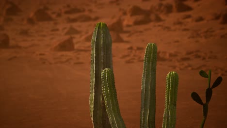 Arizona-Wüstensonnenuntergang-Mit-Riesigem-Saguaro-Kaktus