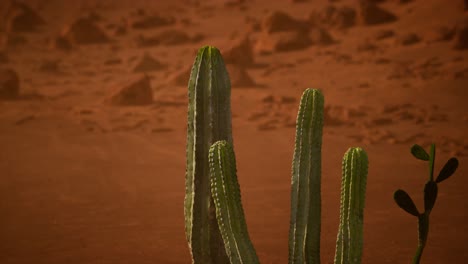 puesta de sol en el desierto de arizona con un cactus saguaro gigante