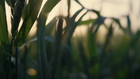wheat leaves unripe spikelets in sunset light close up. agriculture concept