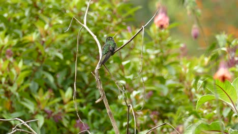 green and black hummingbird sits on a branch perched