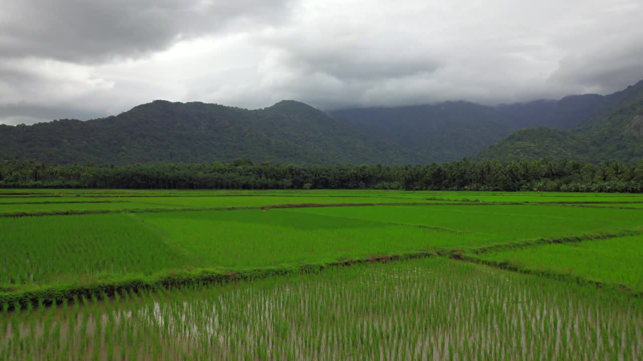 ทุ่งนาข้าวสีเขียวโดยมีฉากหลังเป็นภูเขาที่ Palakkad Kollengode