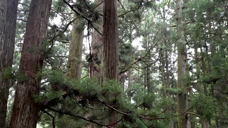 mirando hacia arriba a los árboles de cedro en el bosque de koyasan en cámara lenta.