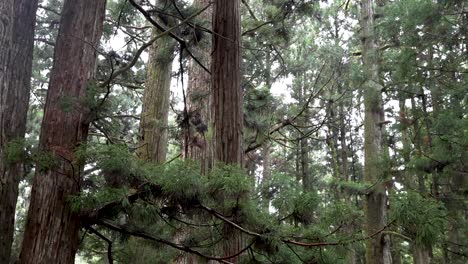 auf den zederbäumen im koyasan-wald schaut man in langsamer bewegung nach links.