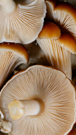 close-up view of mushroom gills and caps
