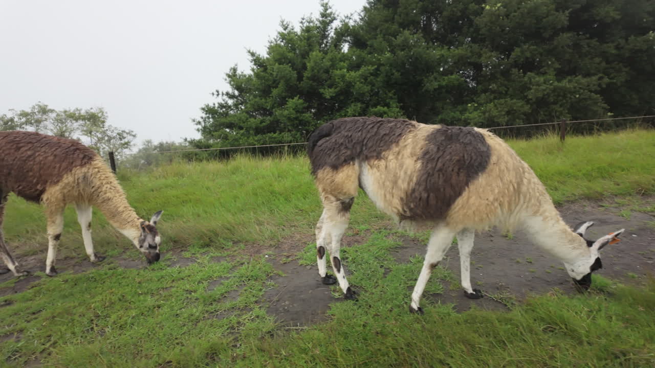 Slow motion video of llamas and alpacas grazing on the green terraces of Machu Picchu Peru
