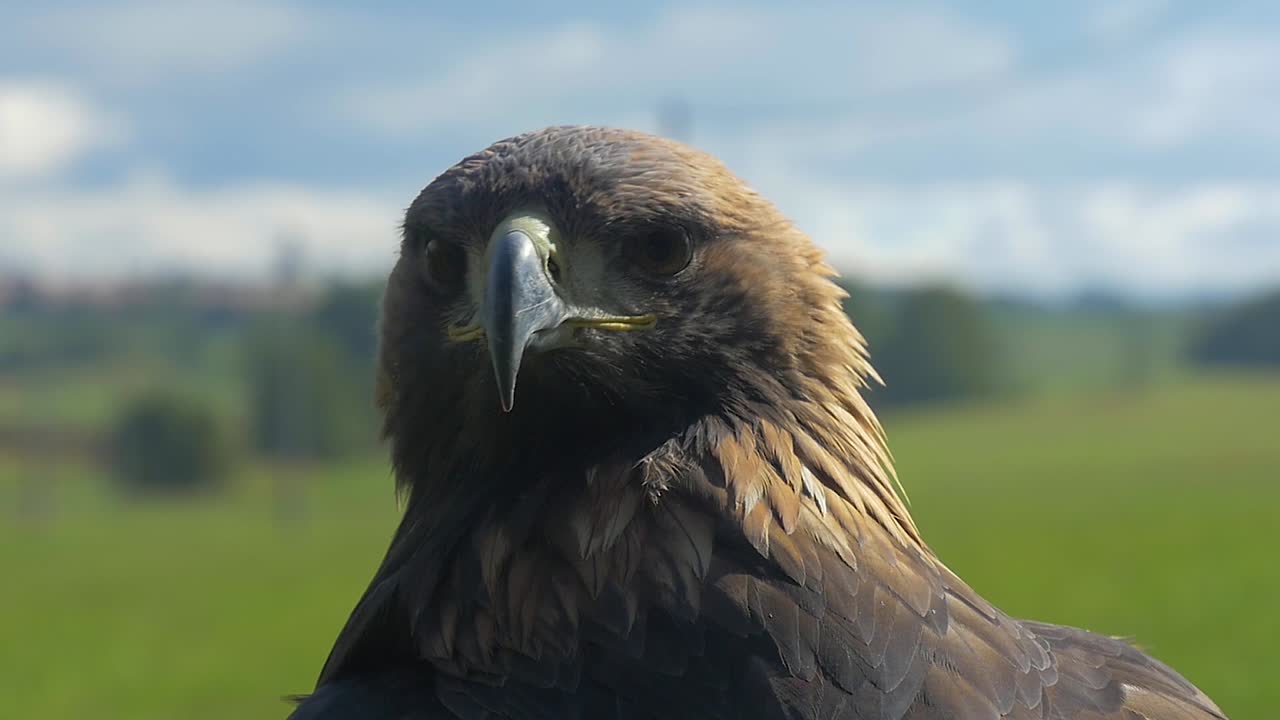 Steppe Eagle Looking and Blinking (Close Up)