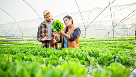 farmers inspecting lettuce in a greenhouse