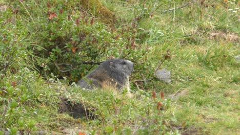 vista de la marmota sentada fuera del nido de la madriguera