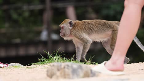 monkey walking past people on sandy beach