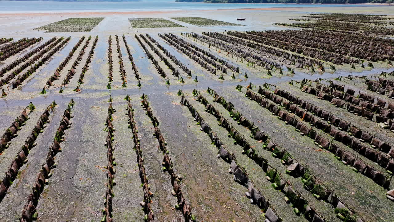 Dronebillede over Hood Canal østersopdræt, der afslører akvakulturstrukturer, tidevandsfarvand og det barske kystlandskab i Washington State.