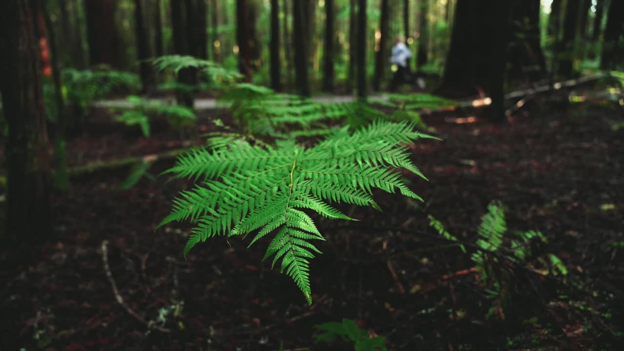 exuberante bosque tropical verde, la luz del sol cayendo en el helecho, rack enfoque macro nueva zelanda agua en la hoja, simetría satisfacción icónica