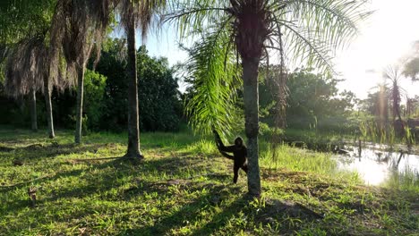 El-Mono-Araña-De-Geoffroy