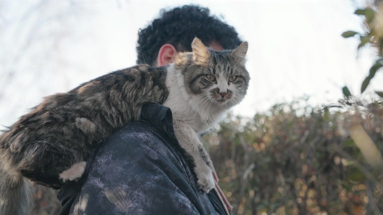 Giovane uomo solitario lega con un gatto soriano domestico in un ambiente boschivo, primo piano intimo che evidenzia la compagnia, il comportamento di fiducia, l'interazione emotiva tra uomo e animale all'aperto, ripresa a mano.