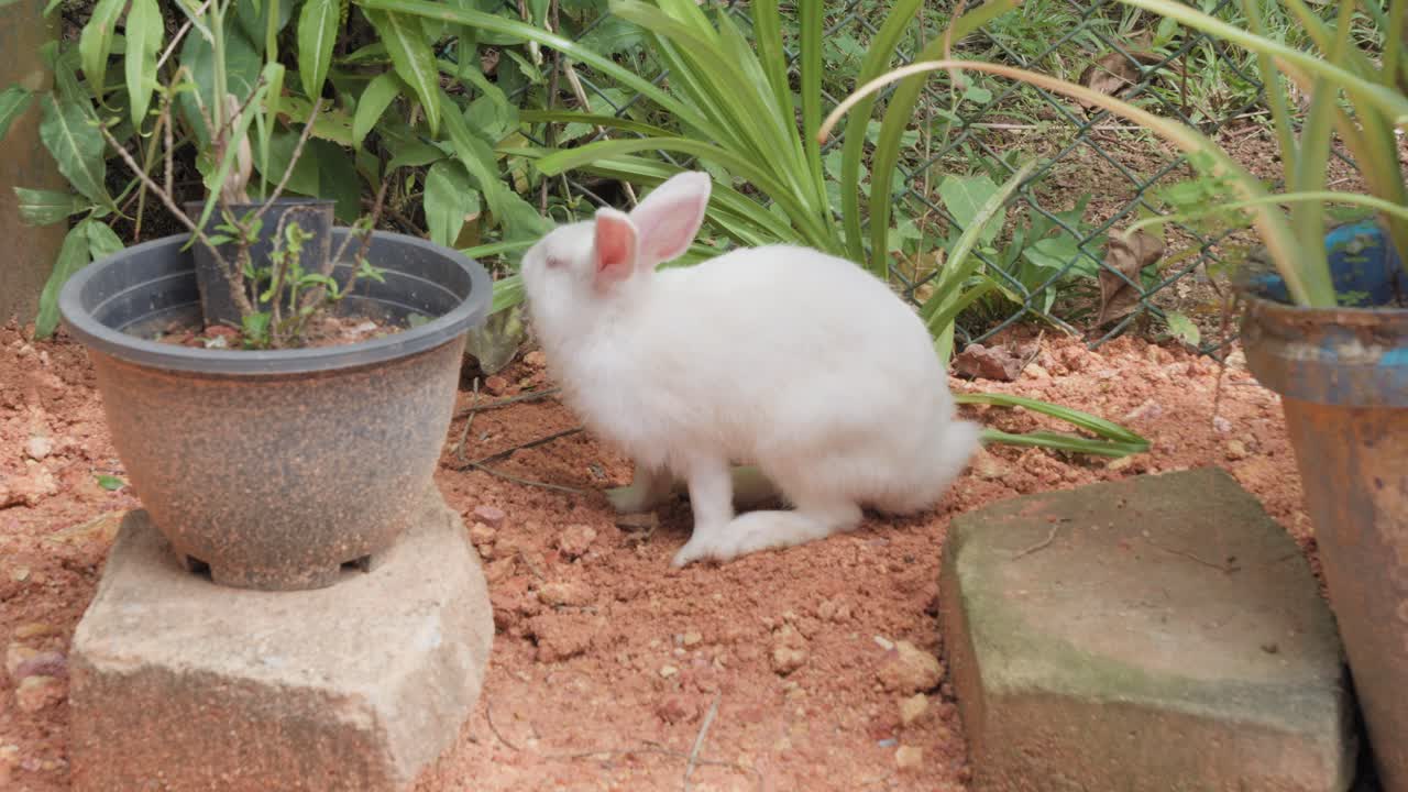 スリランカの静かな住宅街にある熱帯の庭で、鉢植えや緑に囲まれた赤みがかった土の上で休むかわいい白いペットのウサギ。