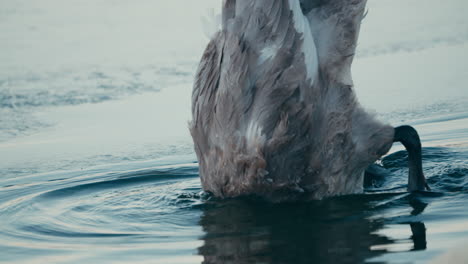 Cisne-Mudo-Sumerge-Su-Cabeza-Bajo-El-Agua-Junto-A-La-Orilla-Del-Río-Durante-La-Temporada-De-Invierno-En-Los-Países-Bajos