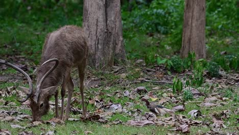 Ein-Hirsch-Auf-Der-Linken-Seite-Beschäftigt,-Chinesischer-Teichreiher-Nähert-Sich,-Um-Einen-Schnellen-Snack-Von-Den-Insekten-Zu-Nehmen,-Die-Aus-Dem-Gras-Kommen