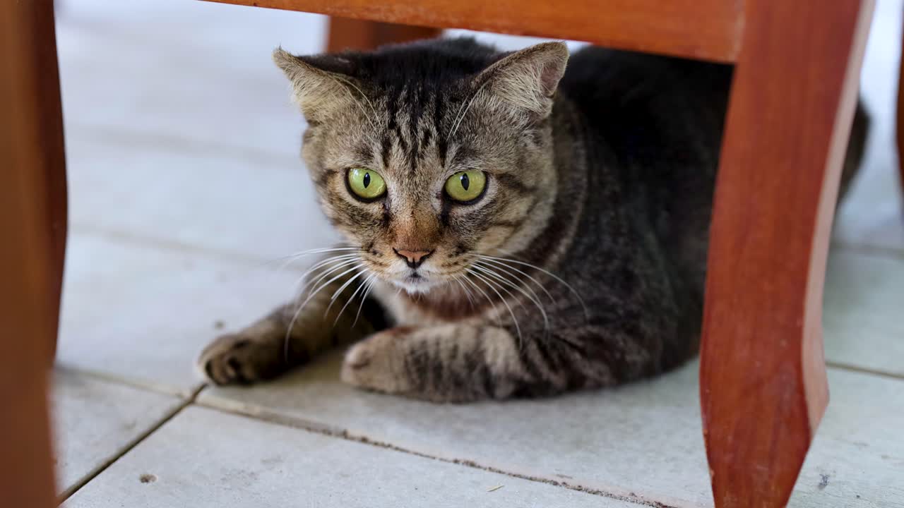 Gatto nascosto sotto una sedia