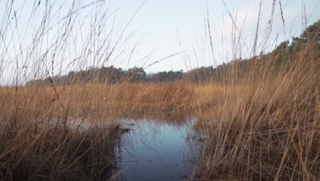 marsh landscape with tall grass and water