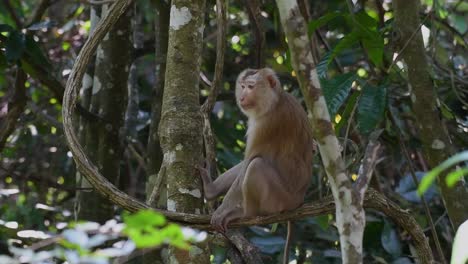 Der-Nördliche-Schweinsschwanzmakake-Ist-Ein-Primat,-Der-Häufig-Im-Khao-Yai-Nationalpark-Vorkommt,-Obwohl-Er-Eine-Gefährdete-Art-Ist