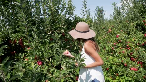 woman finds the best apples for picking