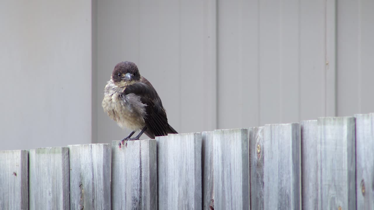 Juvenile Butcherbird Close Up With Fluffy Feathers Perched on Wooden Fence In Garden Daytime, Maffra, Gippsland, Victoria, Australia