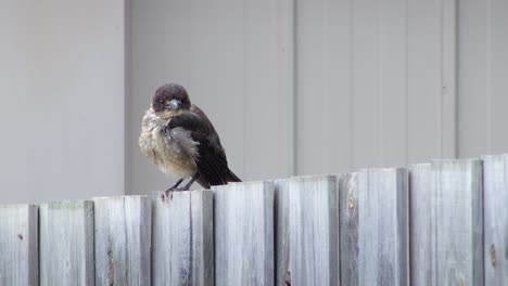 juvenile butcherbird close up with fluffy feathers perched on wooden fence in garden daytime, maffra, gippsland, victoria, australia