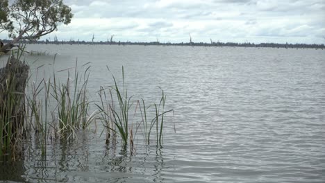 Windiger-Tag-Auf-Dem-See-Mit-Gras,-Das-Im-Wind-Weht