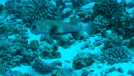 Gefleckter-Igelfisch-Tief-Vor-Hawaii