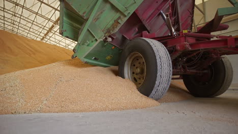 harvesting wheat: grain truck unloading into large storage pile