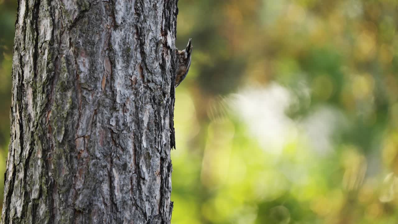 red breasted nuthatch walking down tree trunk and disappearing behind