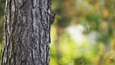 trepatroncos de pecho rojo caminando por el tronco del árbol y desapareciendo detrás