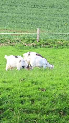 three goats graze in a meadow