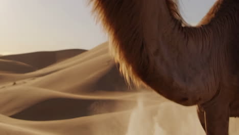 camel in the desert