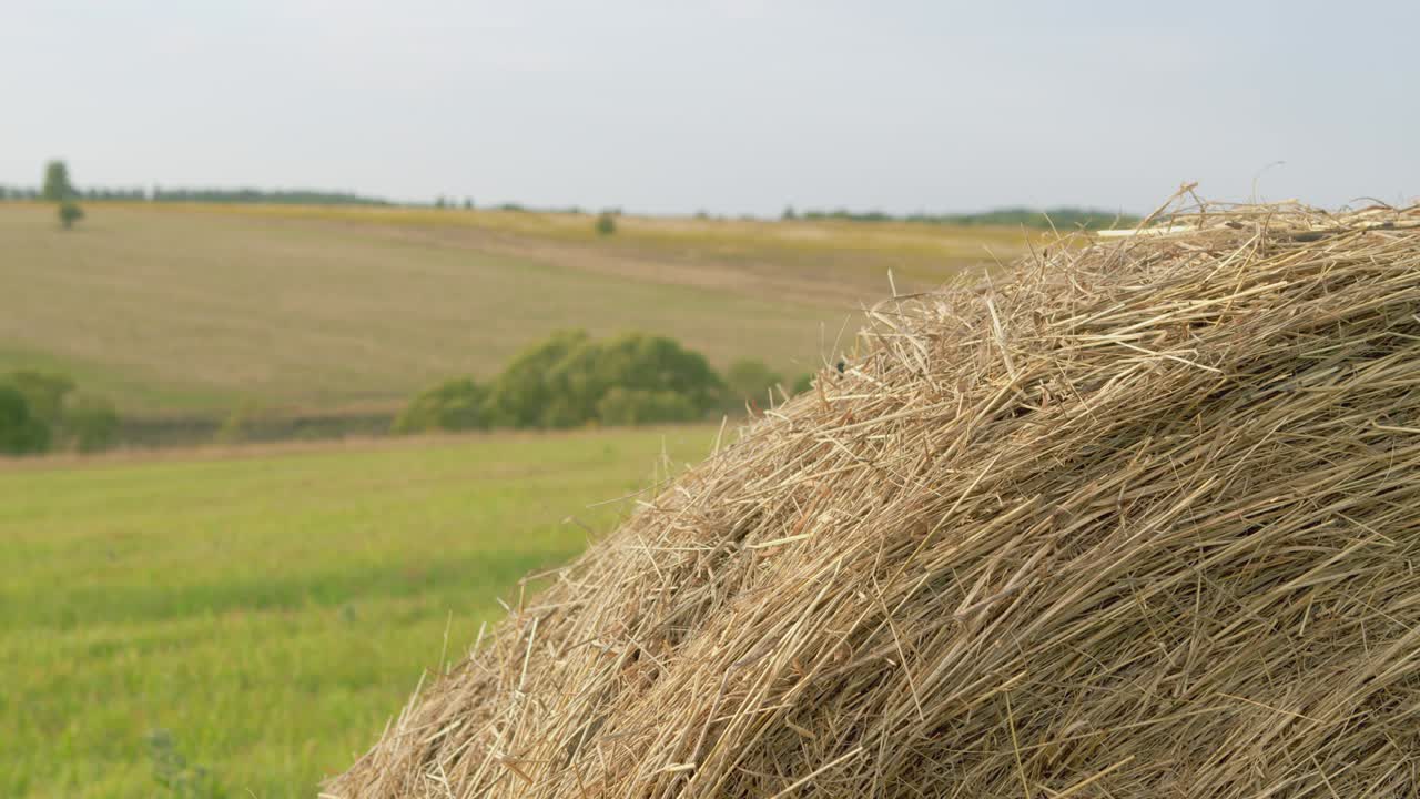 otoño - tiempo de cosecha. balas de heno de cerca. concepto de la agricultura.