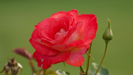 beautiful aachener dom rose flower - close upmacro shot against green blurred background