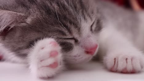 pink nose tiny lazy kitten feeling tired and sleepy