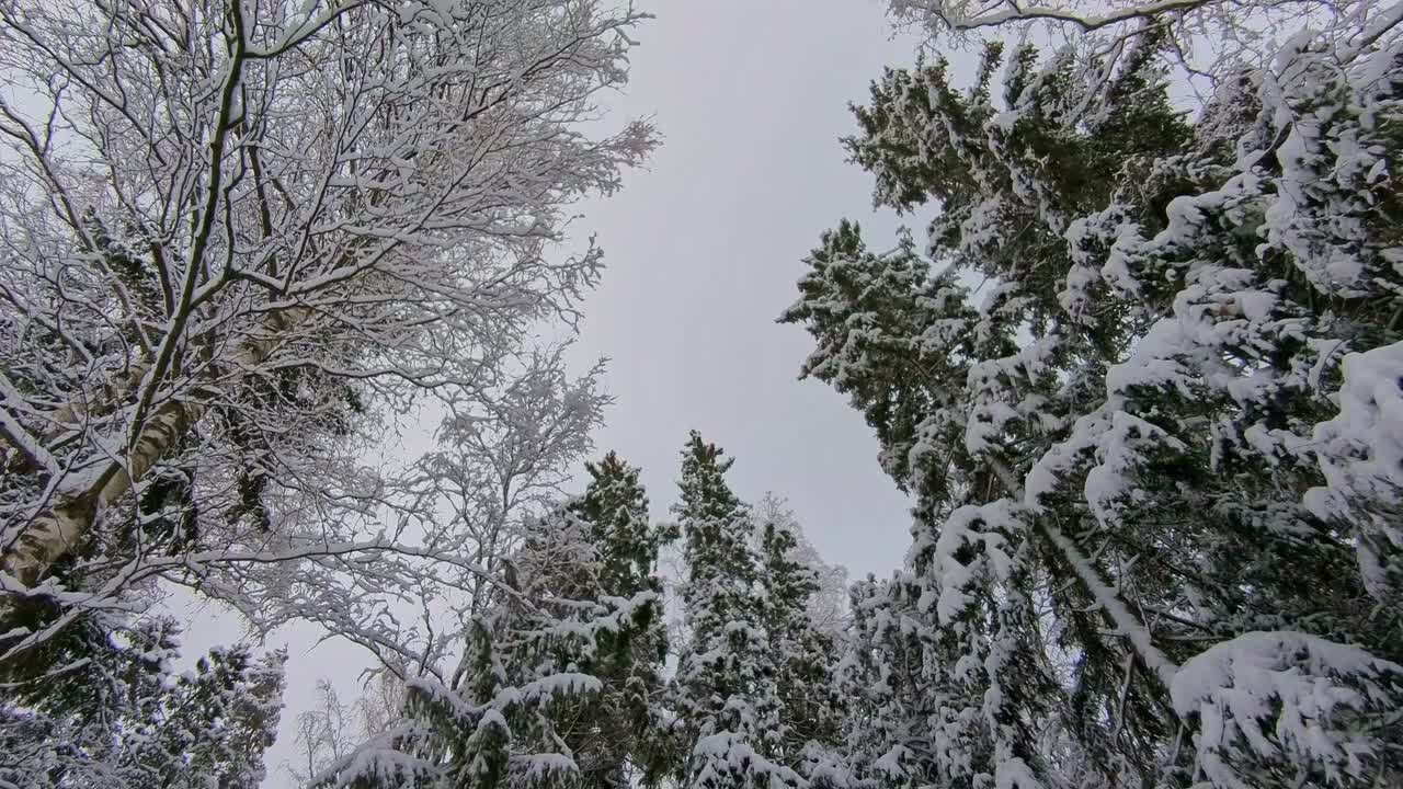 Snowy winter forest with snow covered trees, looking up, dramatic winter nature