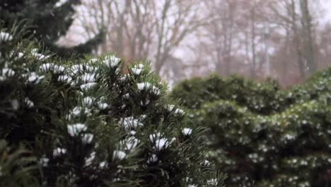 snow falling and covering bushes and trees in a park during winter