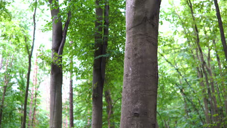 Montón-De-Maderas-Secas-En-La-Base-De-Un-árbol-Forestal-Alto---Tiro-Inclinado-Hacia-Arriba