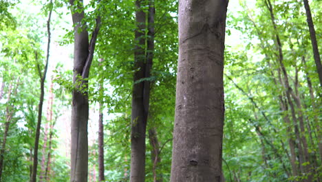 montón de maderas secas en la base de un árbol forestal alto - tiro inclinado hacia arriba