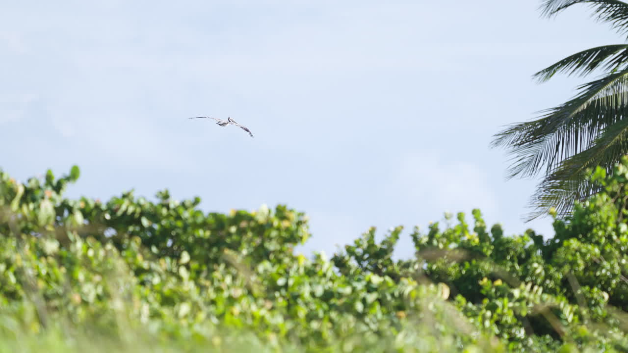 Brown Pelican Flying in Distant Sky with Beach Tree Foliage