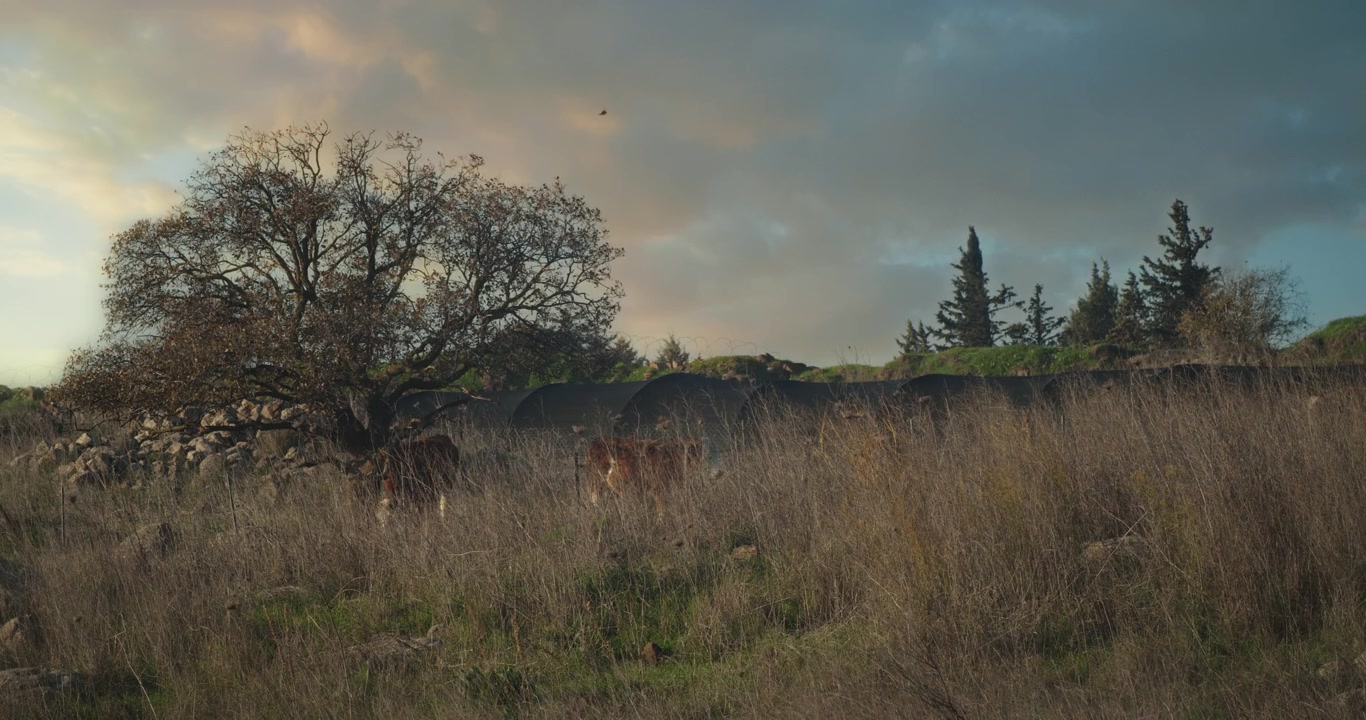 Cows grazing in a meadow, near the tree on a summer day at sunset. Slow motion, long shot.