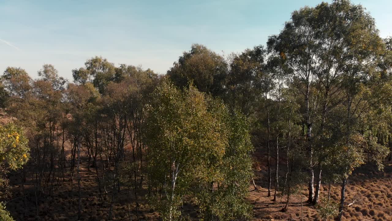 lentamente subiendo desde el nivel del suelo hasta la cima de un abedul y yendo más allá y más alto por encima del bosque para revelar los alrededores más amplios del campo