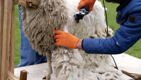 farmer shearing sheep at farm