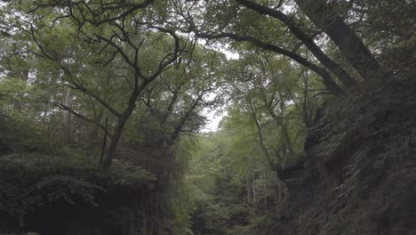 hermosa vista del cañón verde en el bosque de escocia reino unido