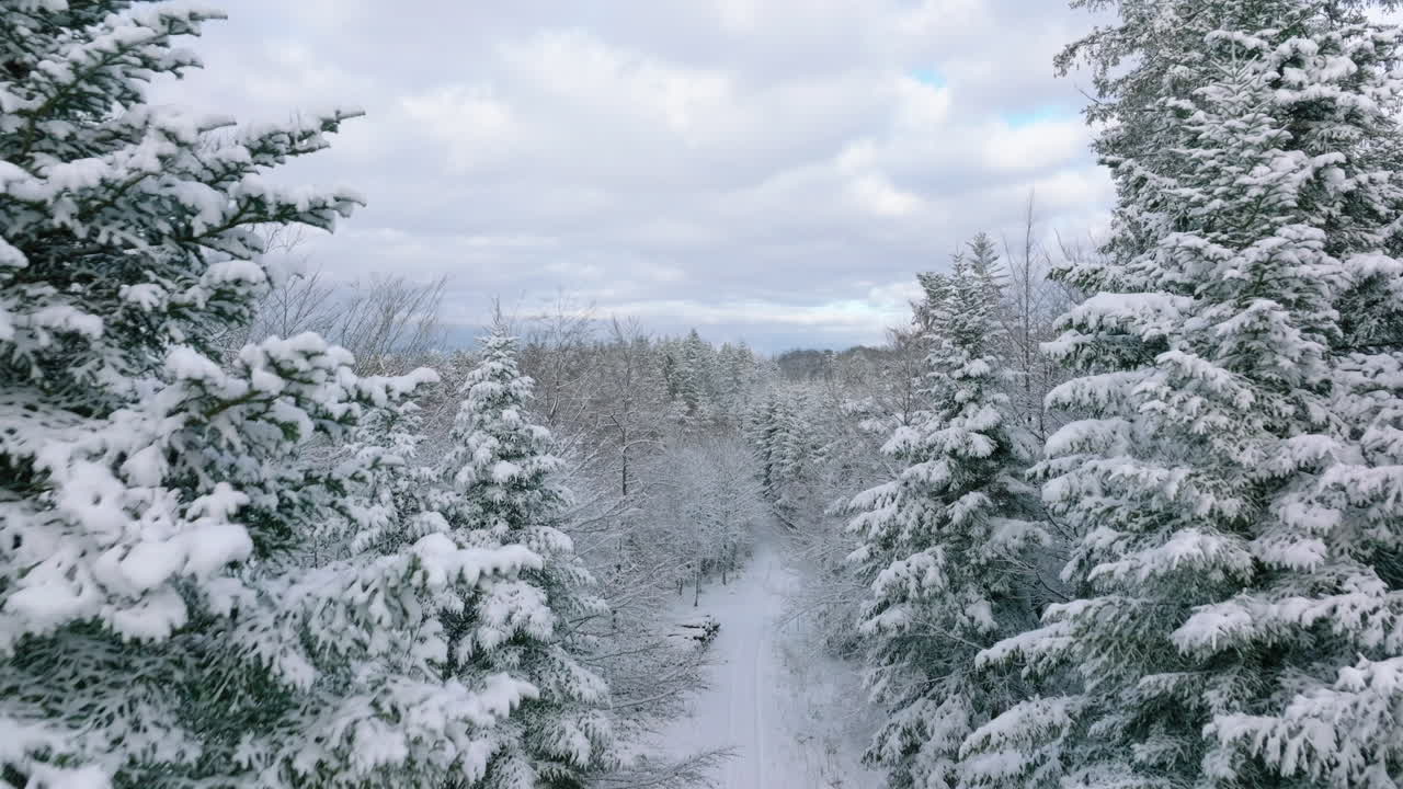 Flybilde av snødekte trær mot en overskyet himmel i Jorat-skogen nær Lausanne, kanton Vaud, Sveits