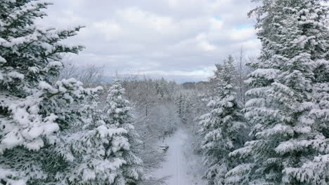 flyover trees covered with snow against overcast sky in jorat forest near lausanne, canton of vaud, switzerland