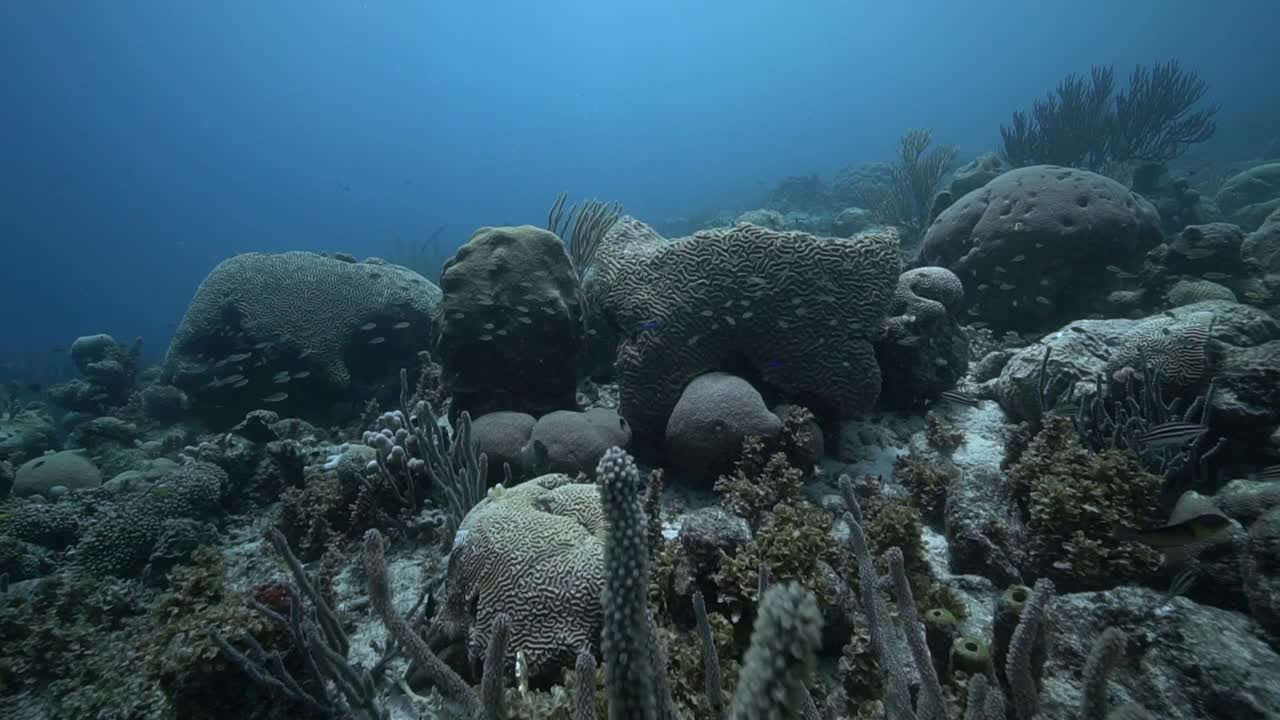 La telecamera scivola su una barriera corallina caraibica dai colori tenui dove coralli molli formano forme stratificate, con piccoli pesci che si muovono tra le fessure sotto le dolci increspature di acqua limpida e poco profonda