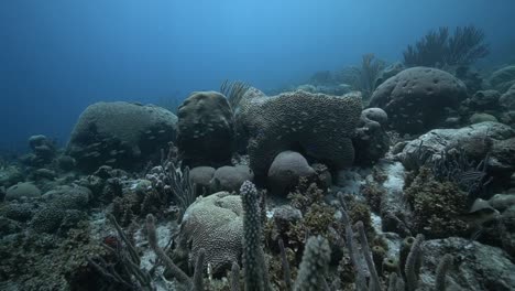 camera glides over a muted caribbean reef where hard and soft corals form layered shapes, small fish drifting through crevices under gentle ripples of clear, shallow water