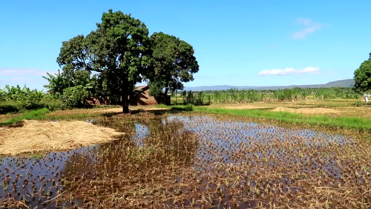 establecedor amplia toma de agua estancada utilizada para regar campos de arroz en tanzania